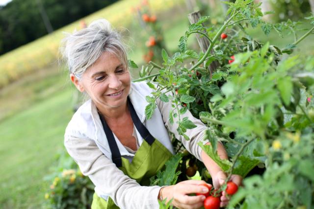 Woman picking tomatoes